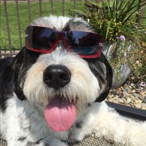 Meet your Posher, Zsa zsa